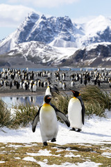 Two king penguins are in the foreground in front of their colony on Salisbury Plain on South Georgia in Antarctica