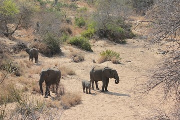 Obraz premium Afrika Botswana Natur Tiere