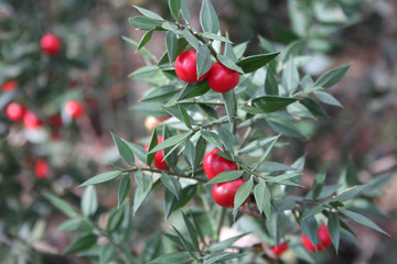Butcher's Broom bush with ripe red berries. Ruscus aculeatus shrub in the winter forest
