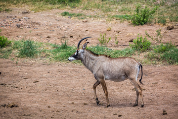 Roan antelope walking in savannah in Kruger National park, South Africa ; specie Hippotragus equinus family of bovidae