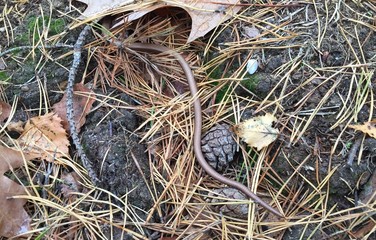 Garter snake on forest ground