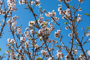Almonds tree blossom, springtime in orchard, nature background with blue sky