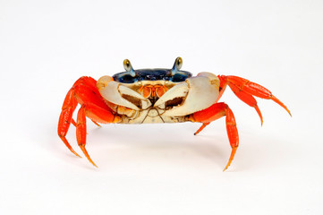 Harlekinkrabbe (Cardisoma armatum) - rainbow crab © bennytrapp