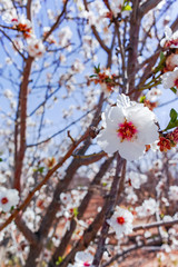 Almonds tree blossom, springtime in orchard, nature background with blue sky