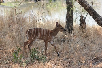 Afrika Botswana Natur Tiere