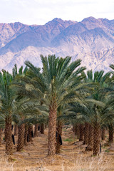 Fototapeta na wymiar Plantation of Phoenix dactylifera, date or date palm trees in Arava desert, Israel, cultivation of sweet delicious Medjool date fruits, view on Jordan mountains