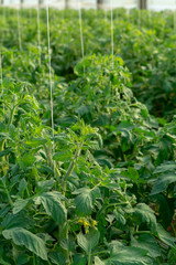 Bio farming in Italy, cultivation of tomatoes in greenhouse, agriculrutal region near Fondi, Lazio, Italy