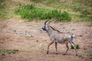 Roan antelope walking in savannah in Kruger National park, South Africa ; specie Hippotragus equinus family of bovidae