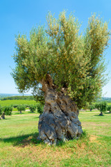 Vineyards and very old olive trees in Apulia, Italy, famous center of wine and extra virgine olive...