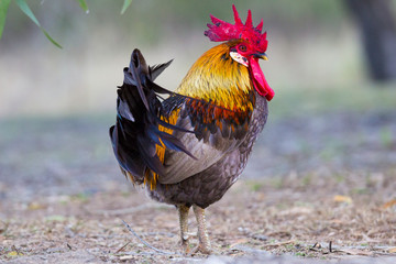 Colorful rooster looking at the camera. Close up portrait in a farmyard.