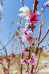 Pink peach tree blossom, springtime in orchard, nature background with blue sky