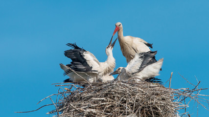 Fütterung der Jungstörche