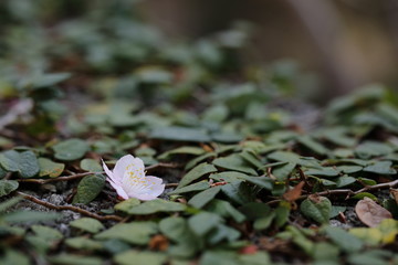 早咲き桜