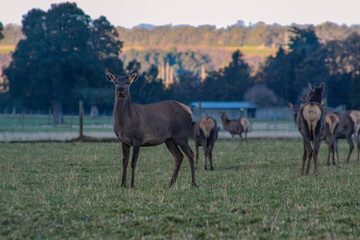 Herd of deer on farm in New Zealand