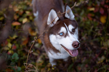 Close-up Portrait of adorable brown copper and white siberian husky dog with brown blue eyes sitting in the bushes autumn. Colorful dog portrait