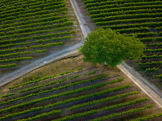 Weggabelung im Weinberg