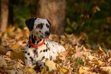 dog breed Dalmatian on a walk beautiful portrait
