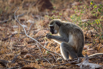 Vervet monkey eating seeds in the bush in Kruger National park, South Africa ; Specie Chlorocebus pygerythrus family of Cercopithecidae