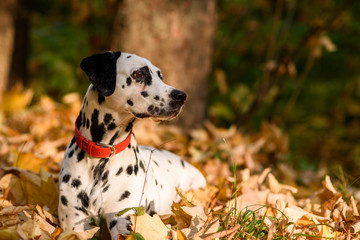 Dalmatian dog sitting on yellow leaves.