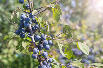 wild plum on a branch
