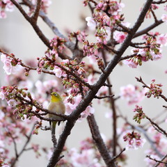 早咲き桜とメジロ