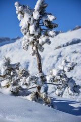 Snow on a fir tree with sun and blue sky