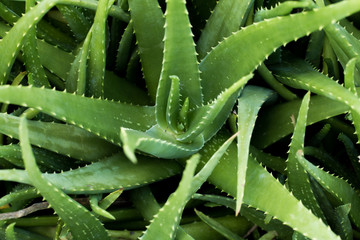 Close up Aloe Vera Plant