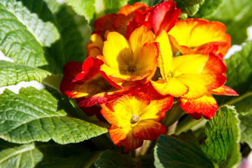 Close-up of the yellow-red primula acaulis flowers