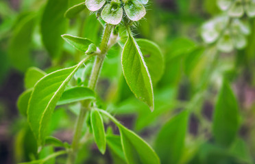 flowering lemon Basil Ocimum americanum