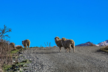 Naklejka premium sheep crossing dirt road in countryside area, New Zealand