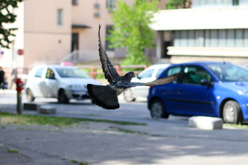 pigeon flying in the city