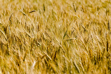 field of wheat