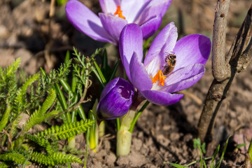 Purple crocus flowers in the garden on spring