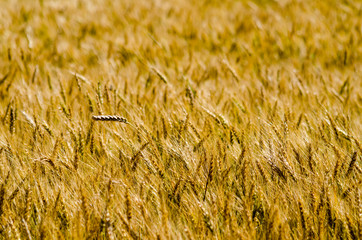 field of wheat