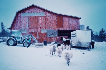 early morning scene with farm animals sheep and horses coming out of the barn during the winter snow - obrazy, fototapety, plakaty
