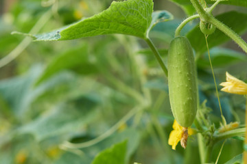Cucumbers growing on vines