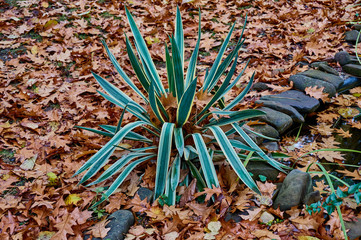 Striped leaves of Yucca gloriosa in the natural light of an autumn garden. The sequence of green, white, yellow strips of leaf against the background of carved leaves of red oak. Texture design.