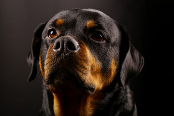 Beautiful dog Rottweiler on a black background close-up