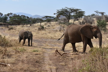 Fototapeta na wymiar elefante masai mara