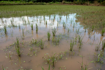 Rice plantation, paddy field Agriculture