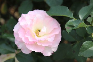 フランス生まれのピンクの薔薇、マチルダ