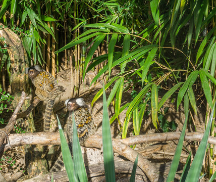 Zari Bilder Durchsuchen 181 Archivfotos, und Videos