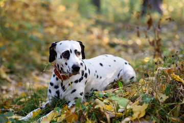Sweet cute  dog puppy lying on a green meadow. Dalmatian walking outdoor. Cute dog has fun in forest, playing on lawn. Copy space