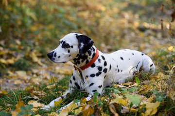 Sweet cute  dog puppy lying on a green meadow. Dalmatian walking outdoor. Cute dog has fun in forest, playing on lawn. Copy space