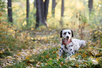 Sweet cute  dog puppy lying on a green meadow. Dalmatian walking outdoor. Cute dog has fun in...