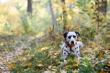 Sweet cute  dog puppy lying on a green meadow. Dalmatian walking outdoor. Cute dog has fun in forest, playing on lawn. Copy space