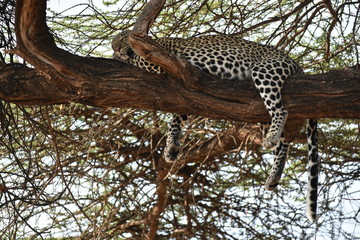 Fototapeta na wymiar leopardo dormido en arbol