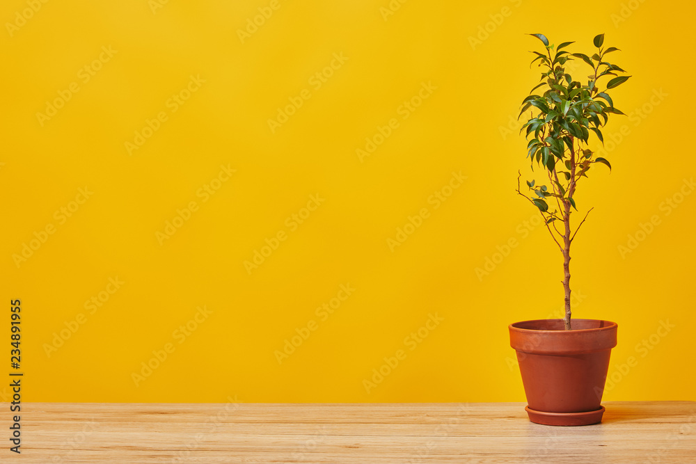 Sticker Plant in flowerpot at wooden table isolated on yellow