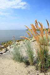 Beautiful landscape of lake Sasyk in Ukraine: blue sky with small white clouds, blue-silver water, stones and lady grass on the foreground