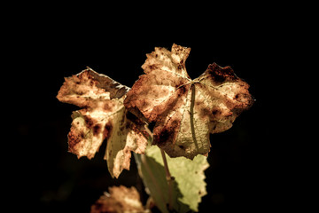 Autumn vineyards leaves